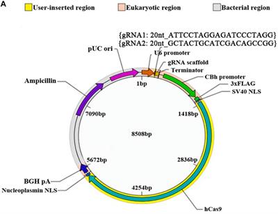 Corrigendum: MicroRNA339 Targeting PDXK Improves Motor Dysfunction and Promotes Neurite Growth in the Remote Cortex Subjected to Spinal Cord Transection